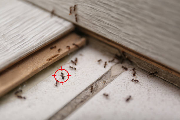 Best Pest Removal Services  in Citrus, CA