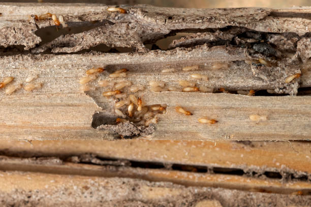 Best Pest Prevention Services  in Citrus, CA